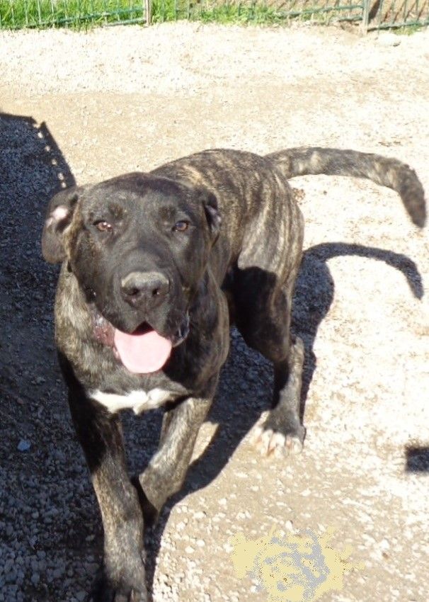 des lutteurs d'antan - Dogo Canario - Portée née le 11/09/2019